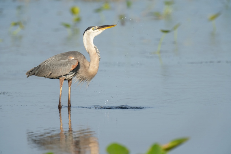 Great-Blue-Heron-3200-drinking-_A1G5161-Indian-Lake-Estates-FL