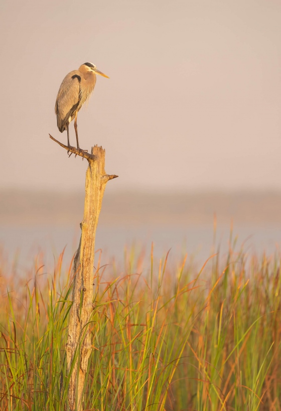 Great-Blue-Heron-3200-on-The-Perch-_A1B2634-Indian-Lake-Estates-FL