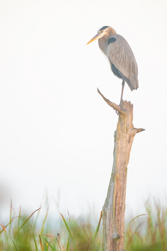 Great-Blue-Heron-3200-on-perch-in-light-fog-_A1B3404-Indian-Lake-Estates-FL-3