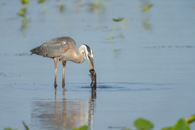Great-Blue-Heron-3200-re-capturing-Marsh-Rat-_A1G5091-Indian-Lake-Estates-FL