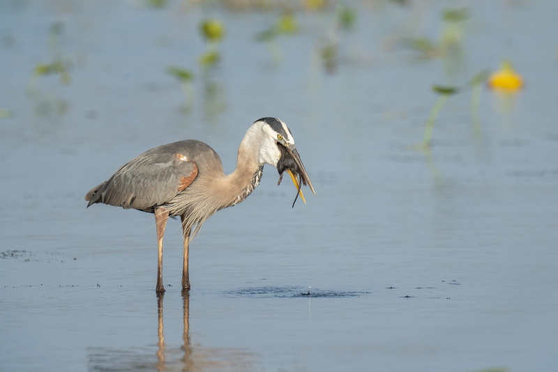 Great-Blue-Heron-3200-swallowing-Marsh-Rat-_A1G5137-Indian-Lake-Estates-FL