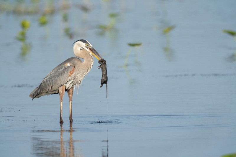 Great-Blue-Heron-3200-with-marsh-rat-_A1G5073-Indian-Lake-Estates-FL