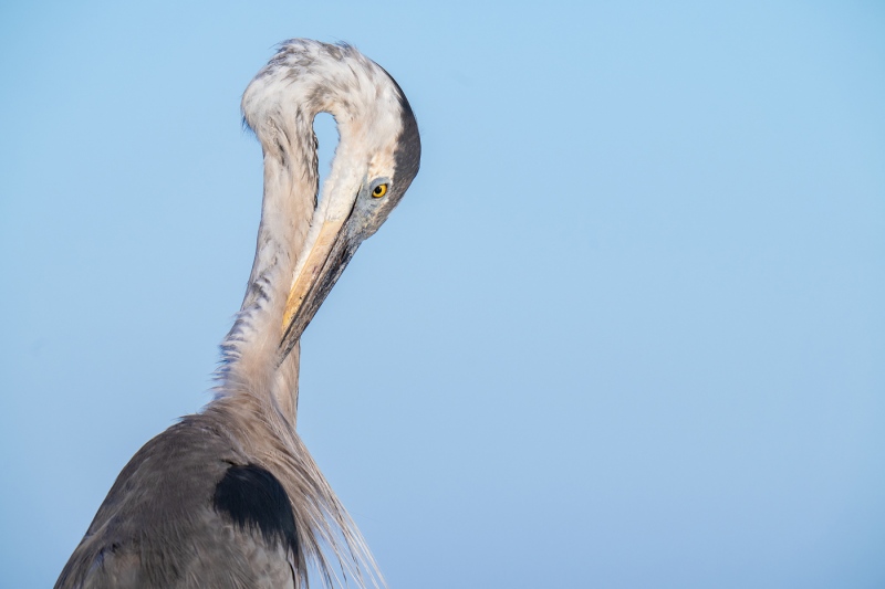 Great-Blue-Heron-3200A-preening-neck-_A1G3637Indian-Lake-Estates-FL-2