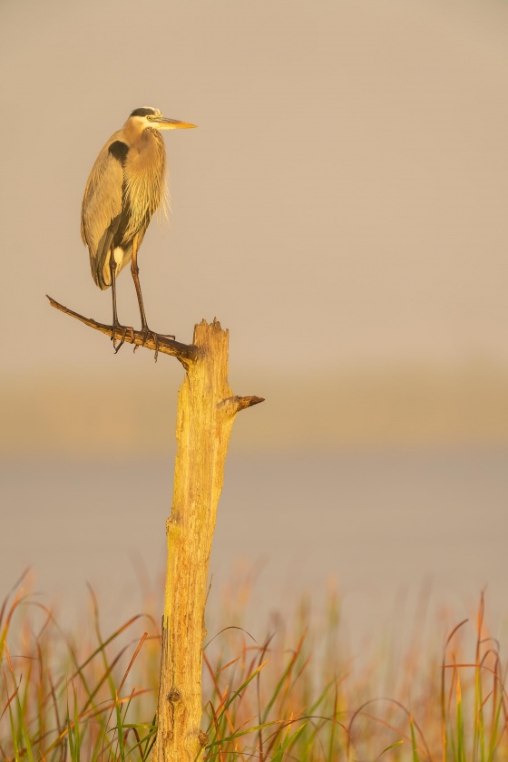 Great-Blue-Heron-on-The-Perch-_A1B2766-Indian-Lake-Estates-FL