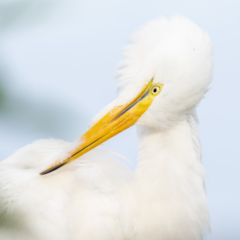 Great-Egret-2400-SQ-large-chick-preening-_A1G2776-Gatorland-Kissimmee-FL