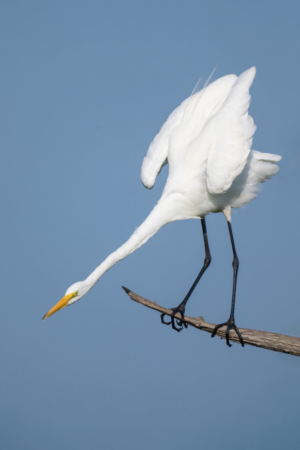 Great-Egret-3200-REDO-juvenile-stretching-_A1G5325-Indian-Lake-Estates-FL