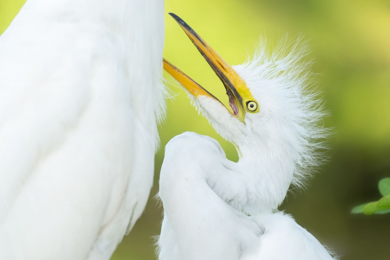 Great-Egret-3200-chick-begging-_A1G3143-Gatorland-Kissimmee-FL