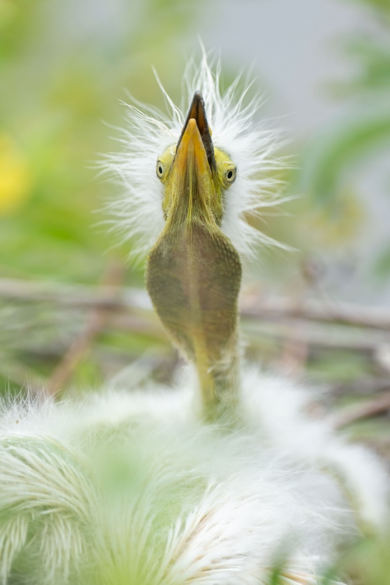 Great-Egret-3200-chick-begging-_A1G8083-Gatorland-Kissimmee-FL