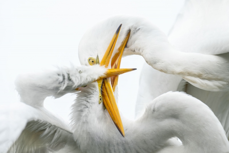 Great-Egret-3200-chick-feeding-mayhem-_A1G3414-Gatorland-Kisdsimmee-FL