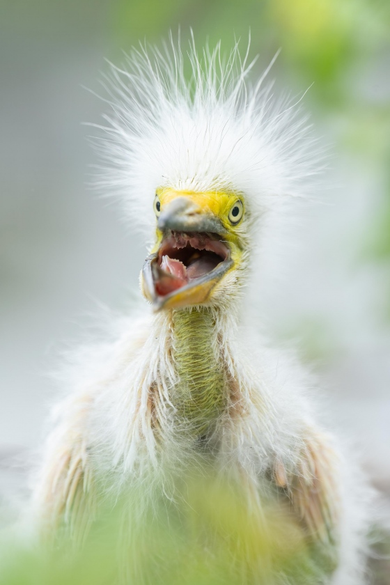 Great-Egret-3200-chick-with-bill-open-_A1G8364-Gatorland-Kissimmee-FL