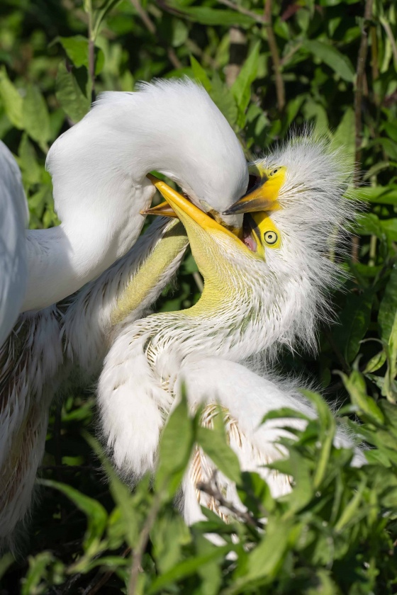 Great-Egret-3200-feeding-two-large-chicks-_A1G6055-Gatorland-Kissimmee-FL