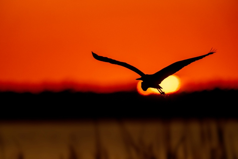 Great-Egret-3200-flying-thru-setting-sun-ball-_A1B5216-Indian-Lake-Estates-FL