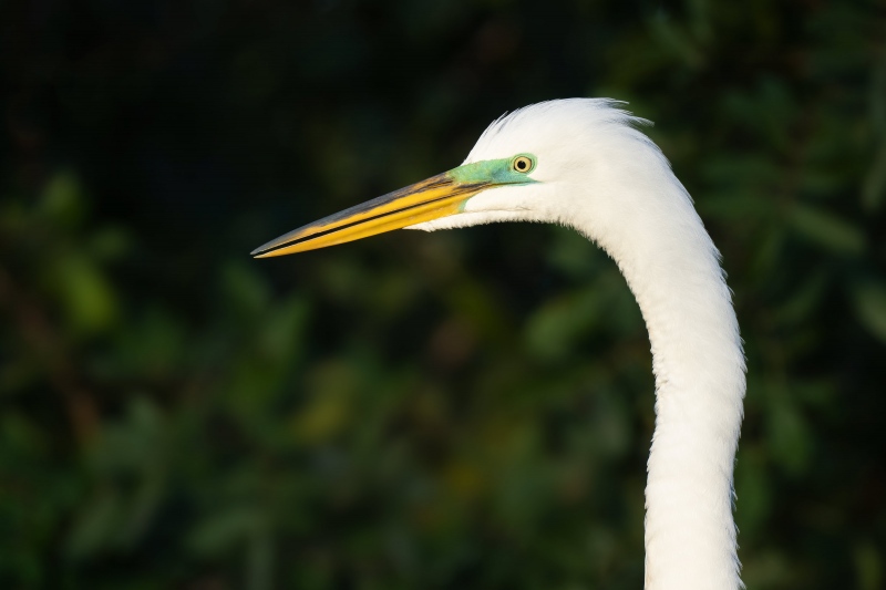 Great-Egret-3200-head-and-neck-breeding-plumage-_A1G5580-Gatorland-Kissimmee-FL