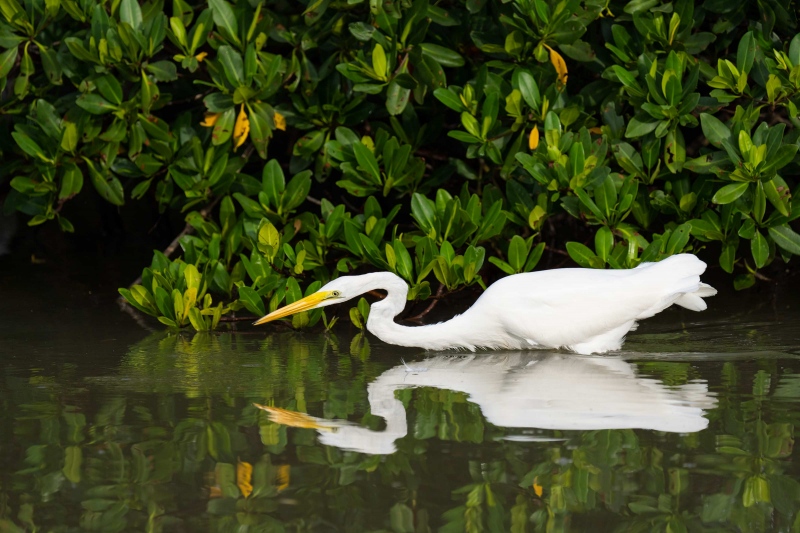 Great-Egret-3200-hunting-near-mangroves-_A1B6251-Fort-DeSoto-Park-FL