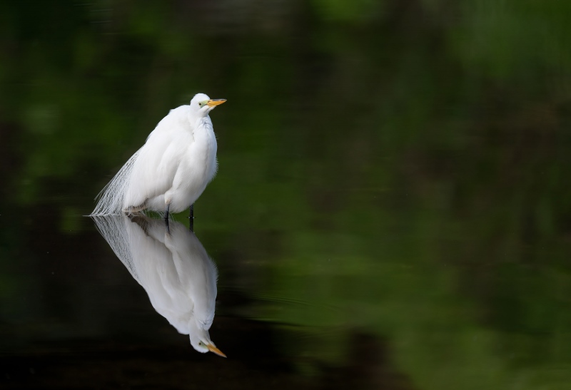 Great-Egret-3200-in-green-REFL-pre-dawn-_A1G5277-Gatorland-Kissimmee-FL