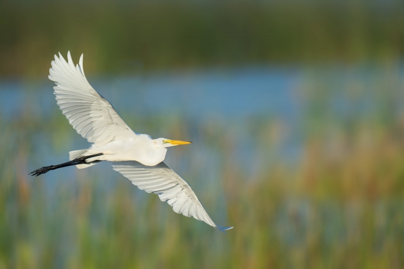 Great-Egret-3200-juvenile-1200mm-flight-_A1G4975-Indian-Lake-Estates-FL