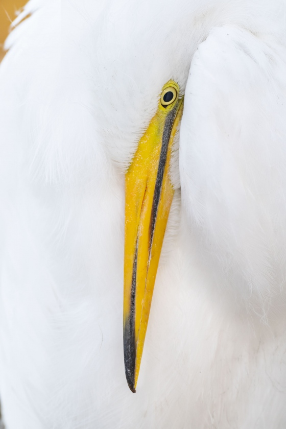 Great-Egret-3200-large-chick-resting-_A1G7023-Gatorland-Kissimmee-FL