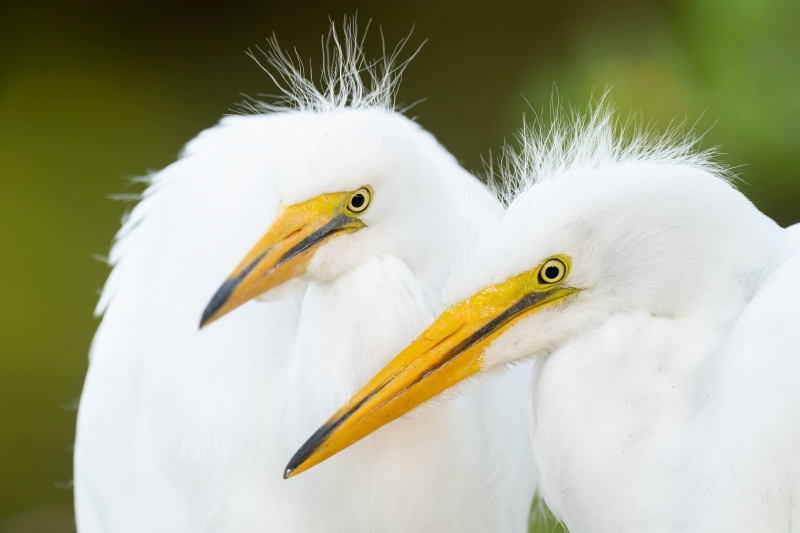 Great-Egret-3200-large-chicks-in-nest-_A1G6857-Gatorland-Kissimmee-FL