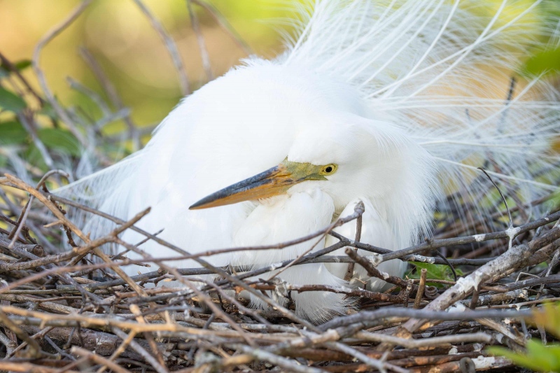 Great-Egret-3200-on-nest-_A1G3387-Gatorland-Kissimmee-FL