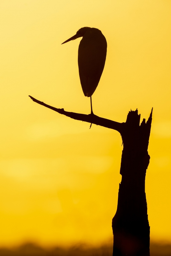 Great-Egret-3200-on-perch-at-sunset-_A1B8564-Indian-Lake-Estates-FL