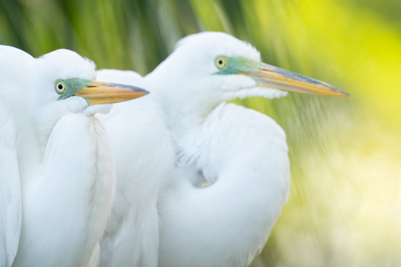 Great-Egret-3200-pair-at-nest-_A1G2037-St.-Augustine-Alligator-Farm-FL-GA