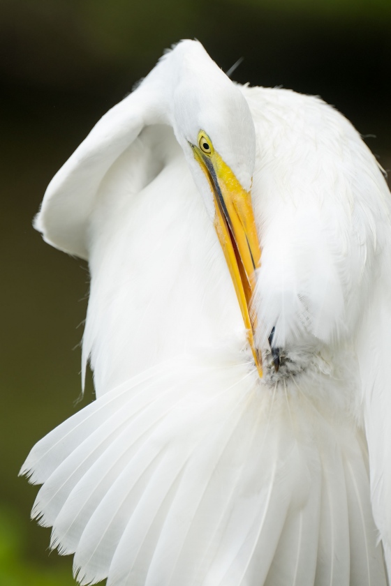 Great-Egret-3200-preening-uropygial-oil-gland-_A1G3264-Gatorland-Kisdsimmee-FL