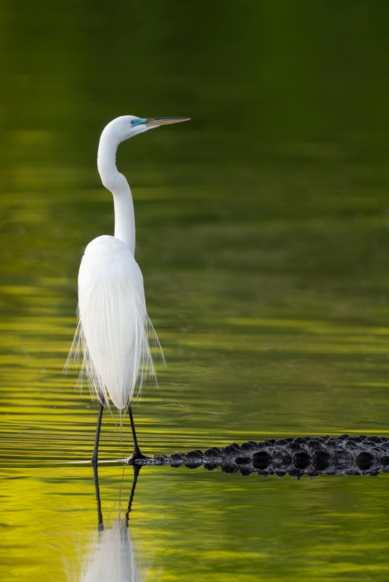 Great-Egret-3200-standing-on-gator-_A1G5846-Gatorland-Kissimmee-FL