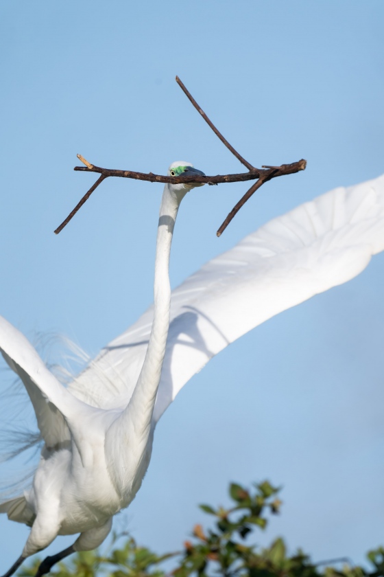 Great-Egret-3200-taking-flight-with-stick-for-nest-_A1G5953-Gatorland-Kissimmee-FL
