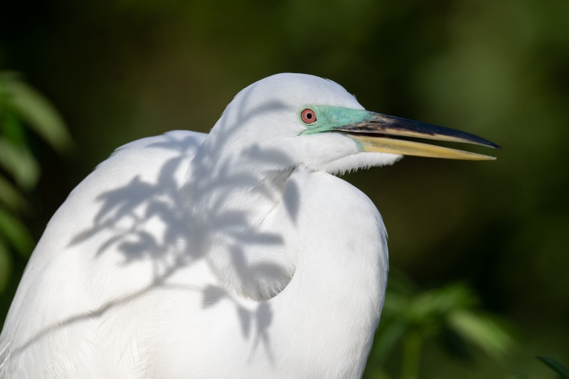 Great-Egret-3200-with-leaf-shadow-tattoo-_A1G6122-Gatorland-Kissimmee-FL