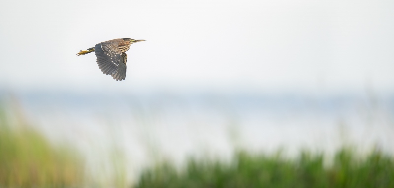 Green-Heron-3200-juvenile-downstroke-flight-pano-_A1G2949-Indian-Lake-Estates-FL