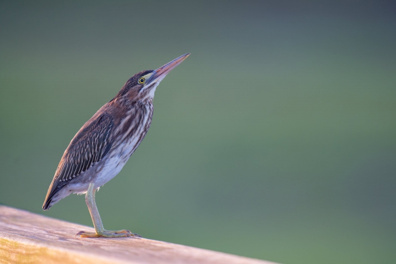 Green-Heron-3200-juvenile-on-pier-railing-_A1G1464Indian-Lake-Estates-FL