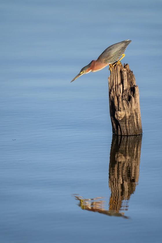 Green-Heron-3200-ready-to-strike-_A1G5519-Indian-Lake-Estates-FL