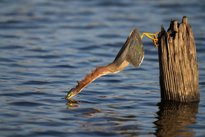 Green-Heron-3200-striking-TIGHTER-_A1G9517Indian-Lake-Estates-FL