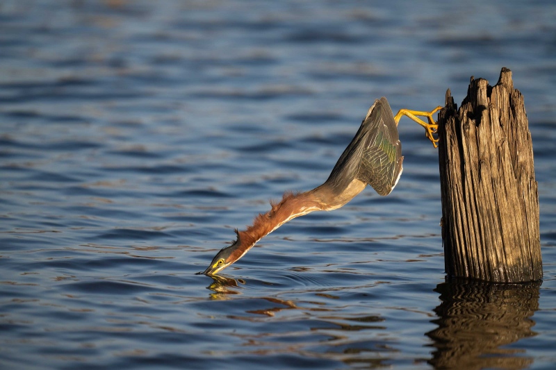 Green-Heron-3200-striking-_A1G9517Indian-Lake-Estates-FL