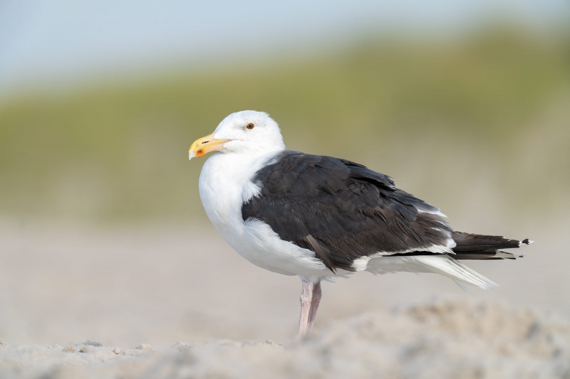 Gret-Black-backed-Gull-3200-worn-adult-_A1G6283-Nickerson-Beach-Lido-Beach-NY