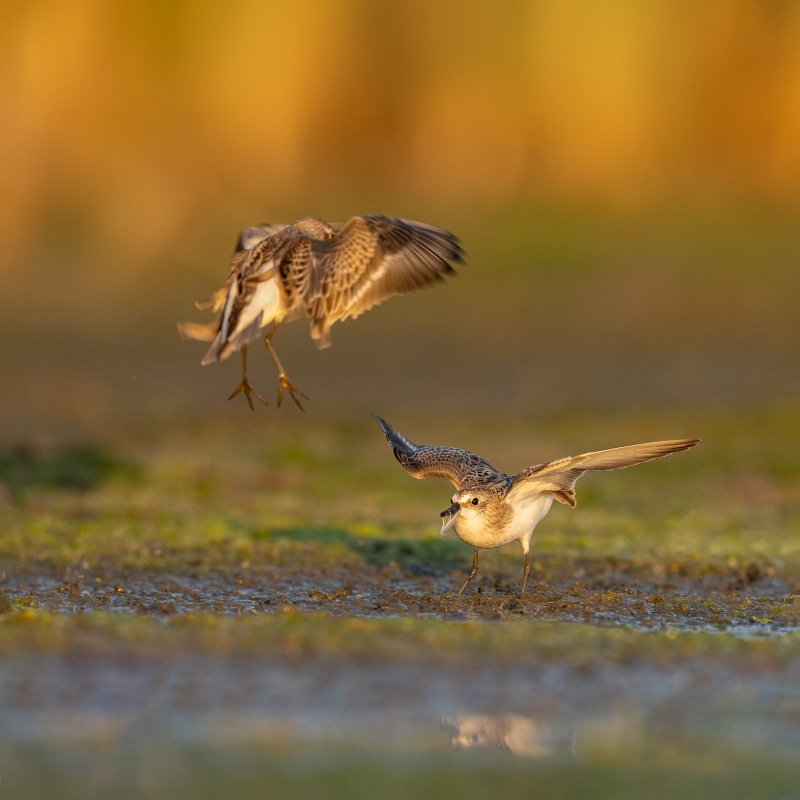 Juvenile-Least-Sandpiper-2400-attacking-juvenile-Semipalmated-Sandpiper-_A1G2791-East-Pond-Jamaica-Bay-Wildlife-Refuge-Queens-NY