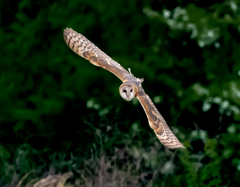 KD-Flying-barn-owl-3191_