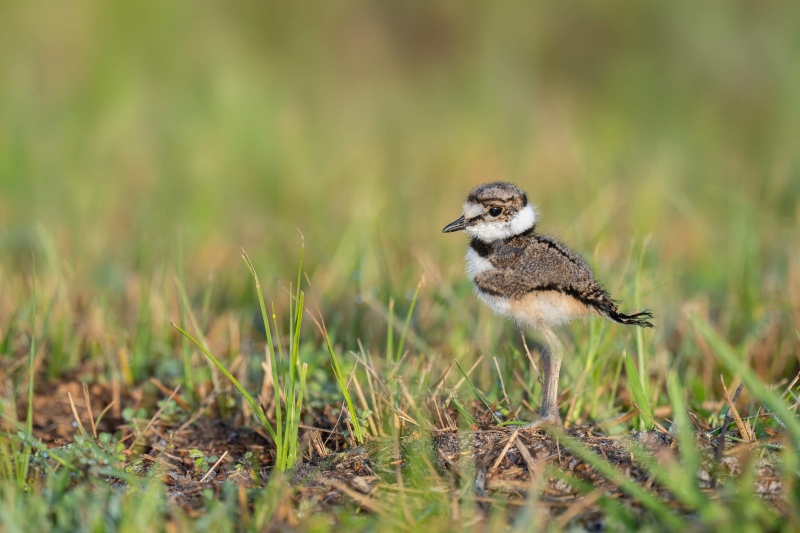 Killdeer-3200-chick-six-days-old-_A1G2948-Indian-Lake-Estates-FL