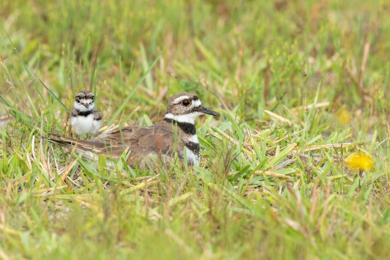Killdeer-3200-with-just-hatched-chick-_A1G8363-Indian-Lake-Estates-FL