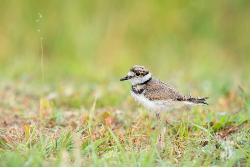 Killdeer-chick-3200-_A1G3003-Indian-Lake-Estates-FL