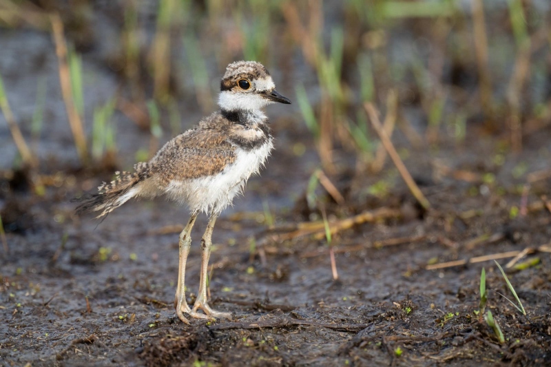 Killdeer-chick-3200-_A1G3637-Indian-Lake-Estates-FL