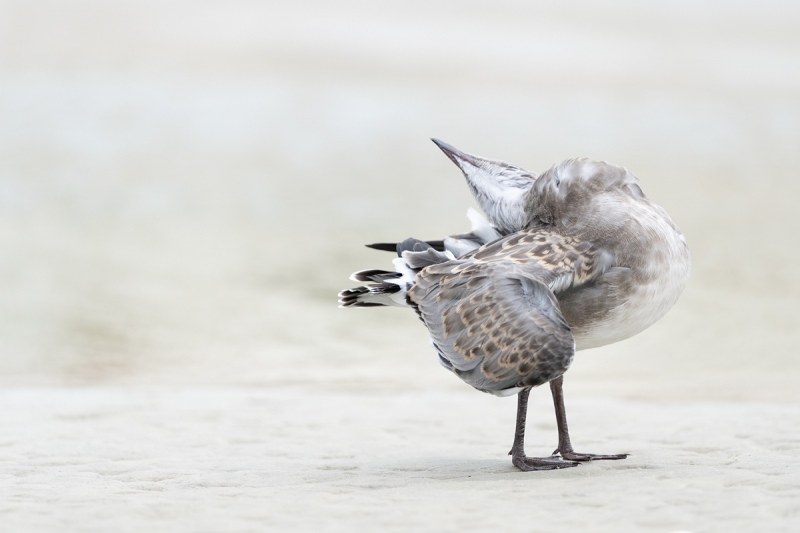 Laguhing-Gull-preening-juvenile-_A1B2511-Jacksonville-FL