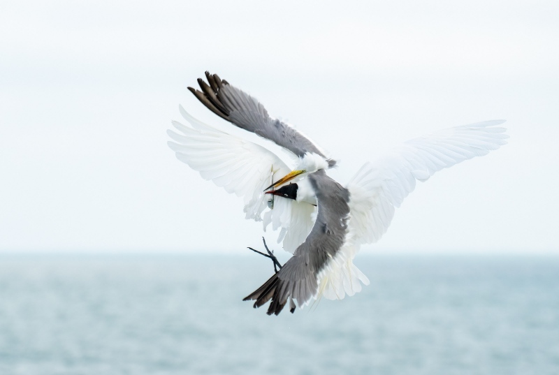 Laughing-Gull-3200-attacking-Great-Egret-with-fish-_A1G8175-Fort-DeSoto-Park-FL