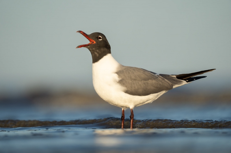 Laughing-Gull-3200-calling-_A1G9192-Jekyll-Point-Jekyll-Island-GA