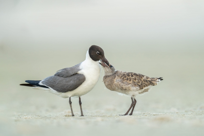 Laughing-Gull-3200-chick-begging-_A1G7389Huguenot-Memorial-Park-Jacksonville-FL