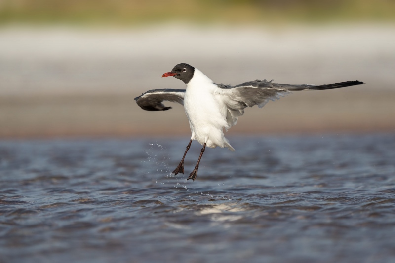 Laughing-Gull-3200-flapping-after-bath-_A1G5812-Fort-DeSoto-Park-FL