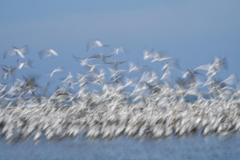 Laughing-Gull-3200-flock-blast-off-blur-_A1B6514-Fort-DeSoto-Park-FL