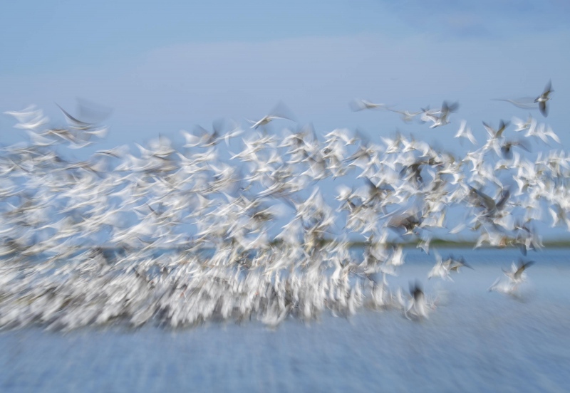 Laughing-Gull-3200-flock-blast-off-slight-zoom-blur-_A1B6524-Fort-DeSoto-Park-FL