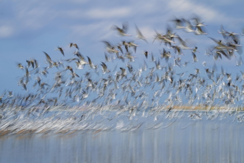 Laughing-Gull-3200-flock-blur-with-Marbled-Godwits-_A1B6696-Fort-DeSoto-Park-FL