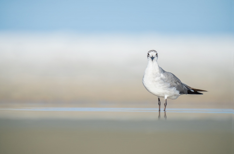 Laughing-Gull-3200-in-basic-non-breeding-plumage-_A1G4113-Fort-DeSoto-Park-Tierra-Verde-FL